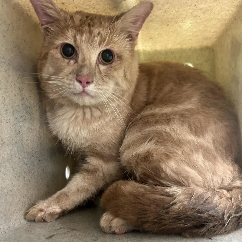 An adult large-sized male Orange / Red Domestic Short Hair cat named Cheddar for adoption in Philadelphia, PA