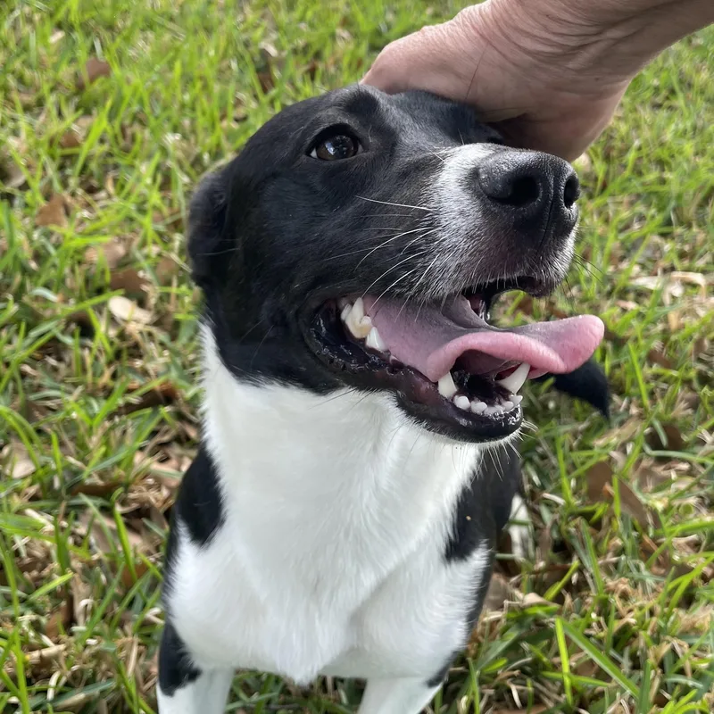 Jose  Frisbee Aficionado thumbnail 2