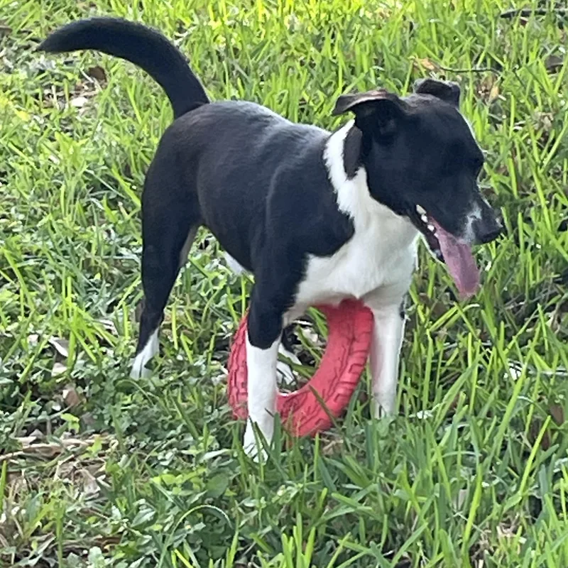 Jose  Frisbee Aficionado