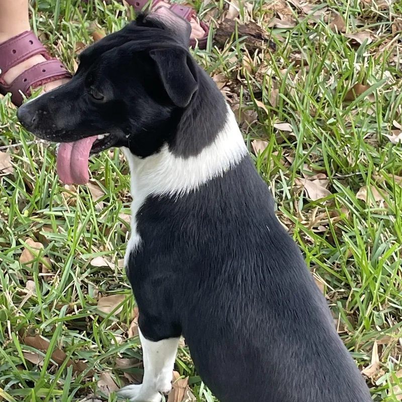 Jose  Frisbee Aficionado thumbnail 3