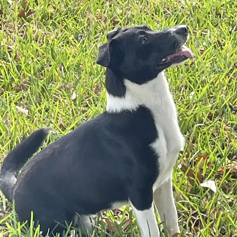 Jose  Frisbee Aficionado thumbnail 4