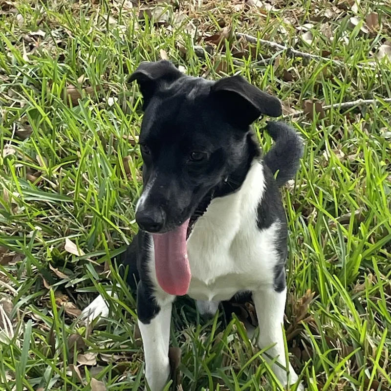 Jose  Frisbee Aficionado thumbnail 5