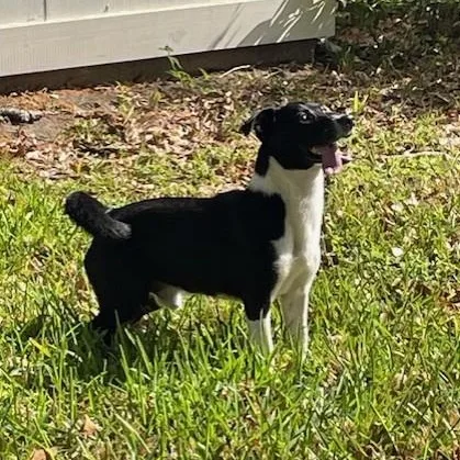 Jose  Frisbee Aficionado thumbnail 6