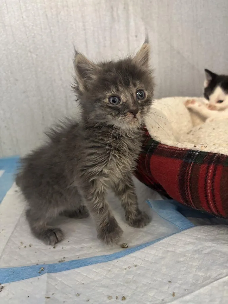 Muffin