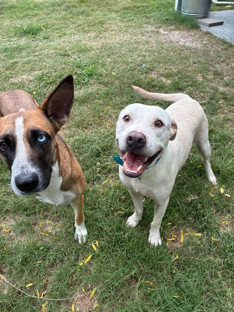 An adult medium-sized male White / Cream Labrador Retriever dog named Casper for adoption in Barkhamsted, CT
