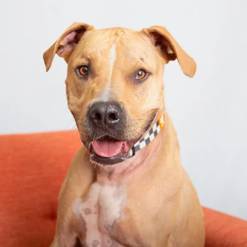 A senior large-sized male Yellow / Tan / Blond / Fawn Labrador Retriever dog named Charizard for adoption in Branford, CT