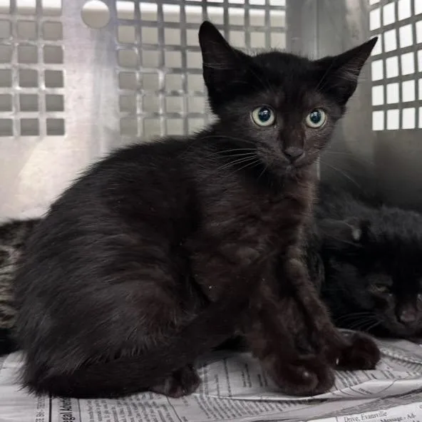 A baby small-sized male Black Domestic Short Hair cat named Thunder for adoption in Mount Vernon, IN