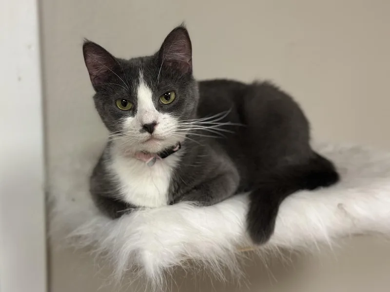 Morticia thumbnail 2