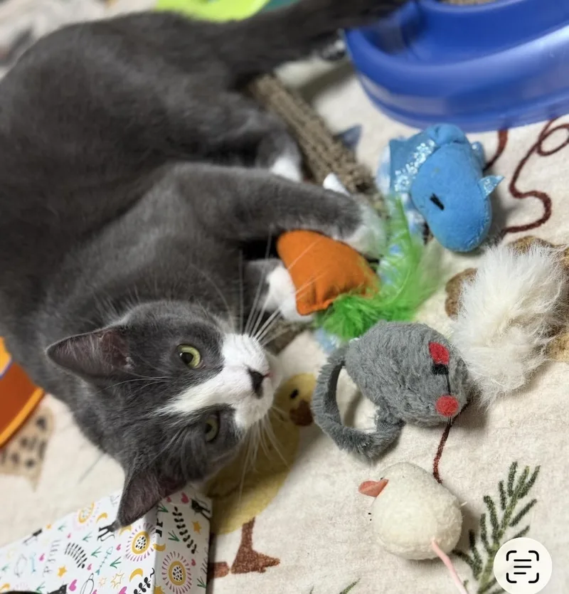 Morticia thumbnail 3