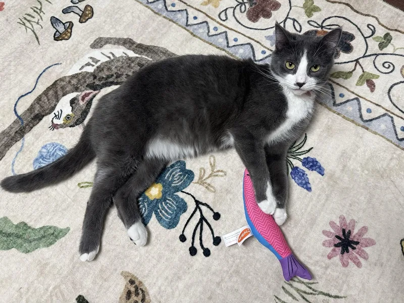 Morticia thumbnail 4