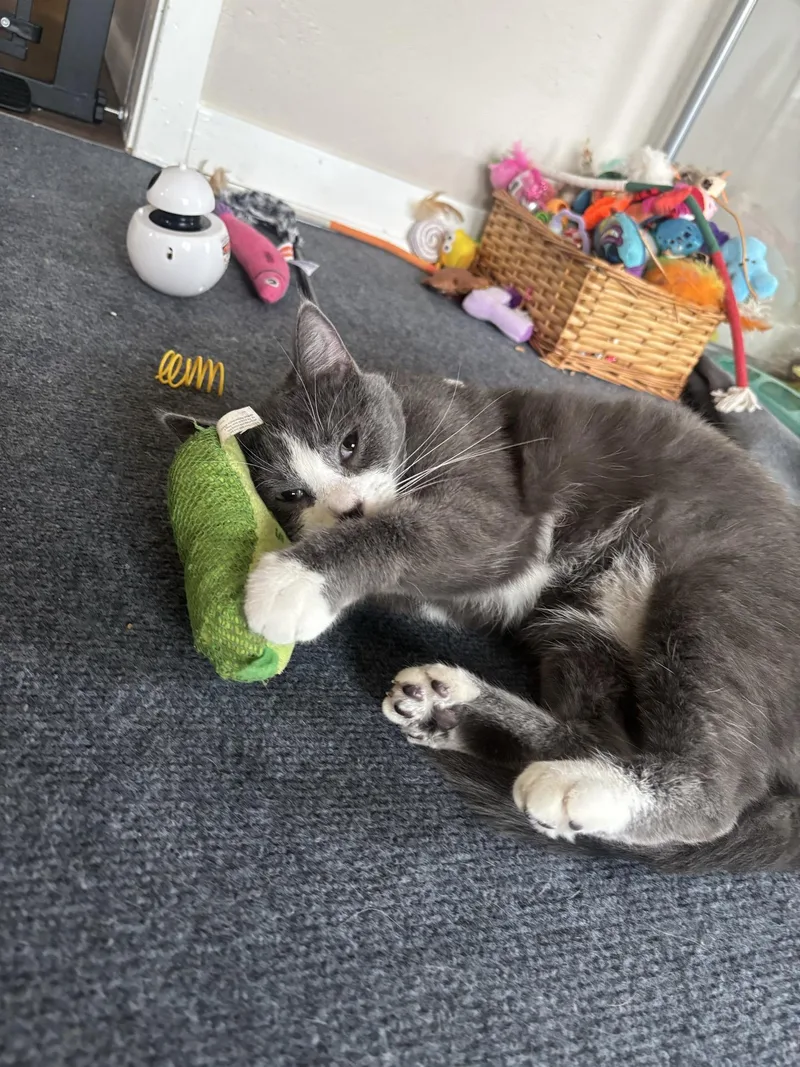 Morticia thumbnail 5