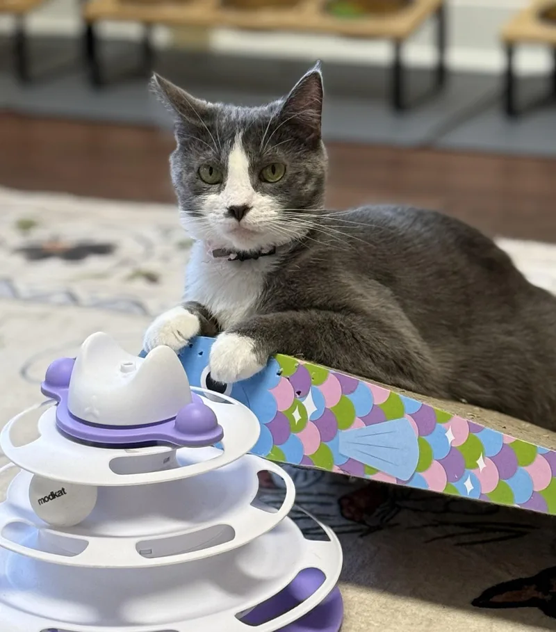 Morticia thumbnail 6