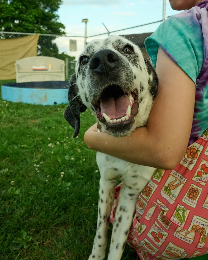 A young large-sized male Dalmatian dog named Dickie for adoption in Floyd, VA