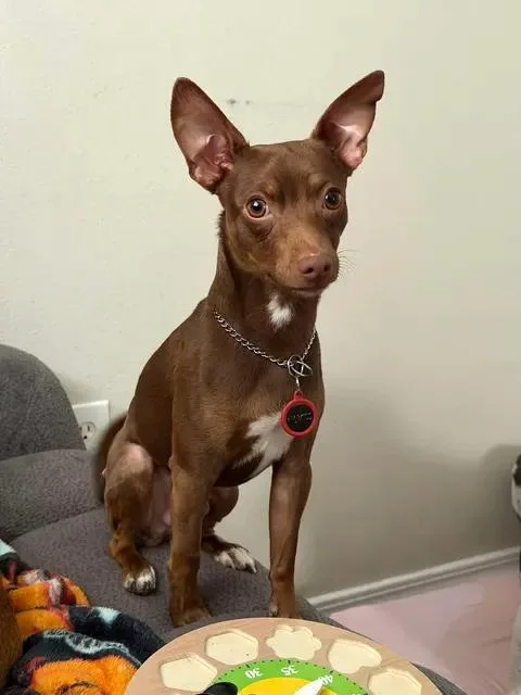 A baby medium-sized male Brown / Chocolate Miniature Pinscher dog named Lucas for adoption in Gulfport, MS