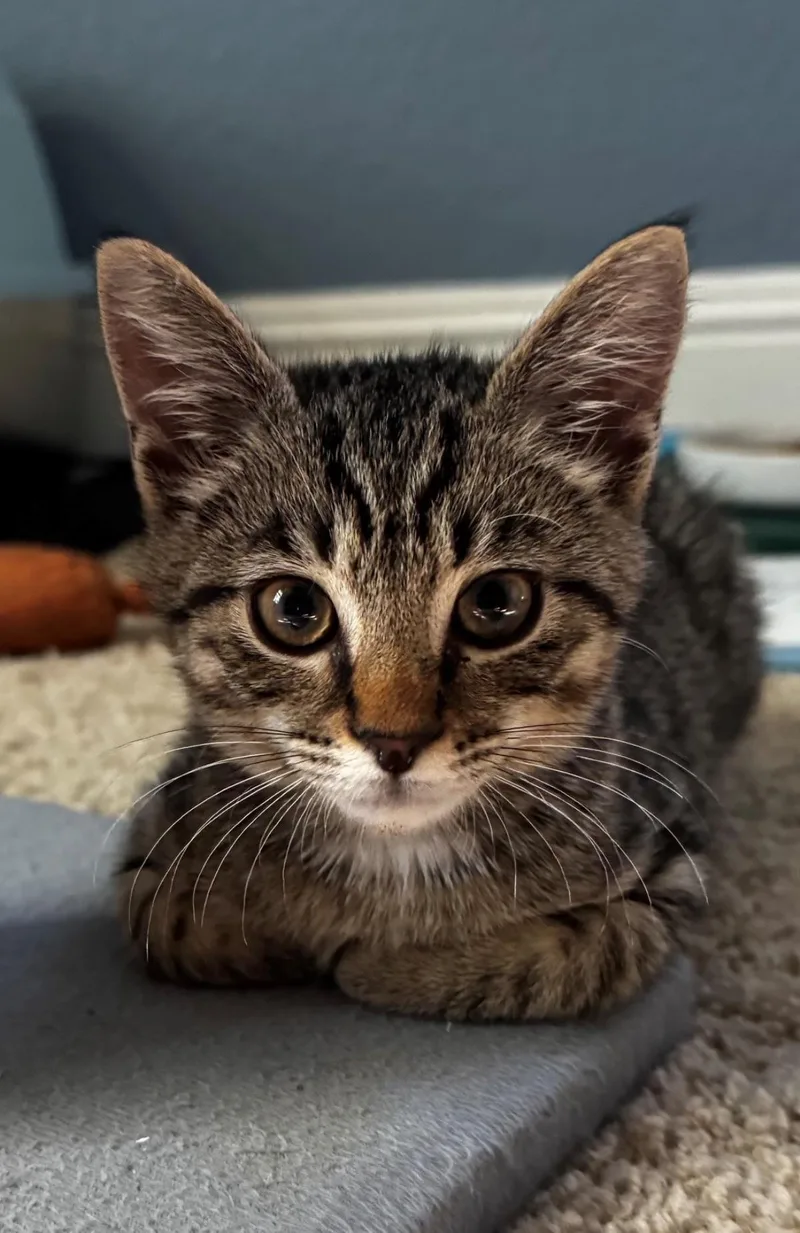 A baby medium-sized male Domestic Short Hair cat named CatTail for adoption in Lincoln, CA
