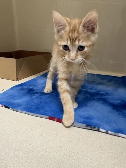 A baby small-sized male Domestic Short Hair cat named Tuck for adoption in Pequot Lakes, MN