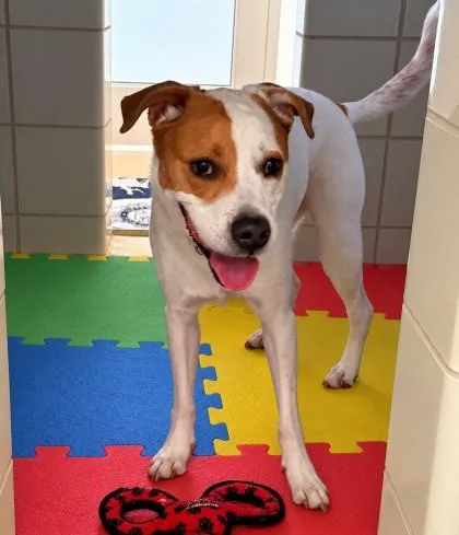 An adult large-sized male Beagle dog named Puzzle for adoption in Derwood, MD