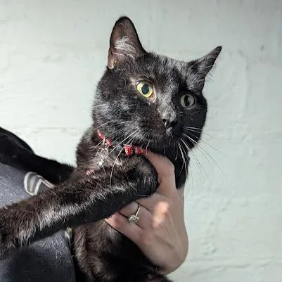 Choco Cat