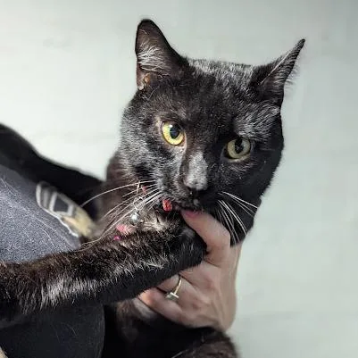 Choco Cat thumbnail 2