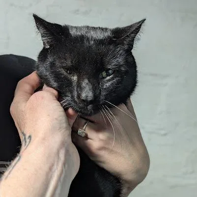 Choco Cat thumbnail 3