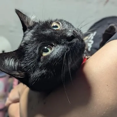 Choco Cat thumbnail 4