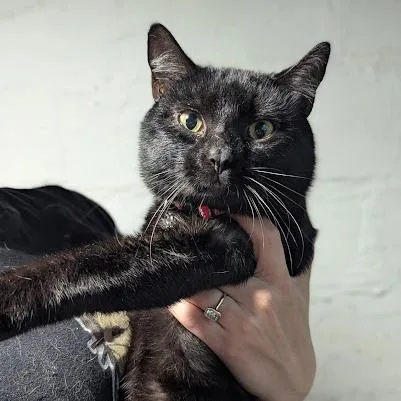 Choco Cat thumbnail 5