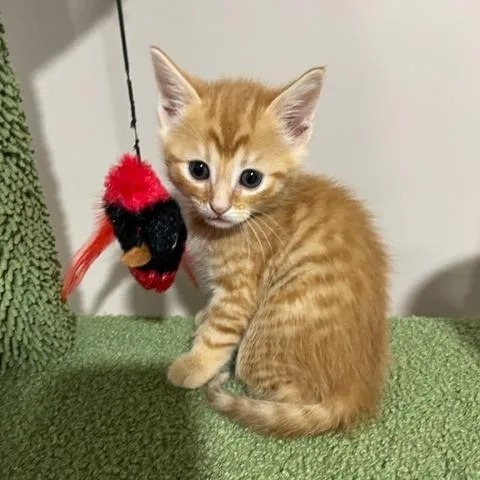 A baby small-sized male Orange / Red Domestic Short Hair cat named Cody for adoption in Springfield, IL