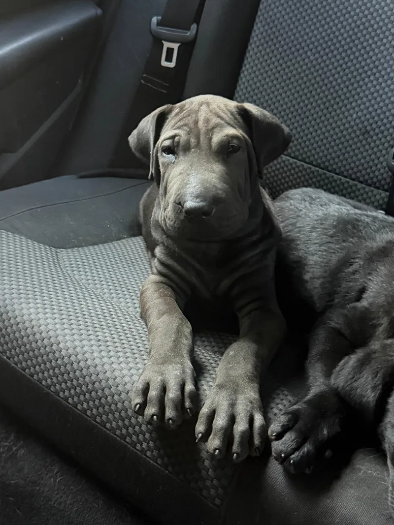 A baby medium-sized male Black Shar-Pei dog named Chico for adoption in New York, NY