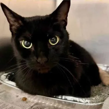 An adult medium-sized female Black Domestic Short Hair cat named Kate for adoption in Skokie, IL