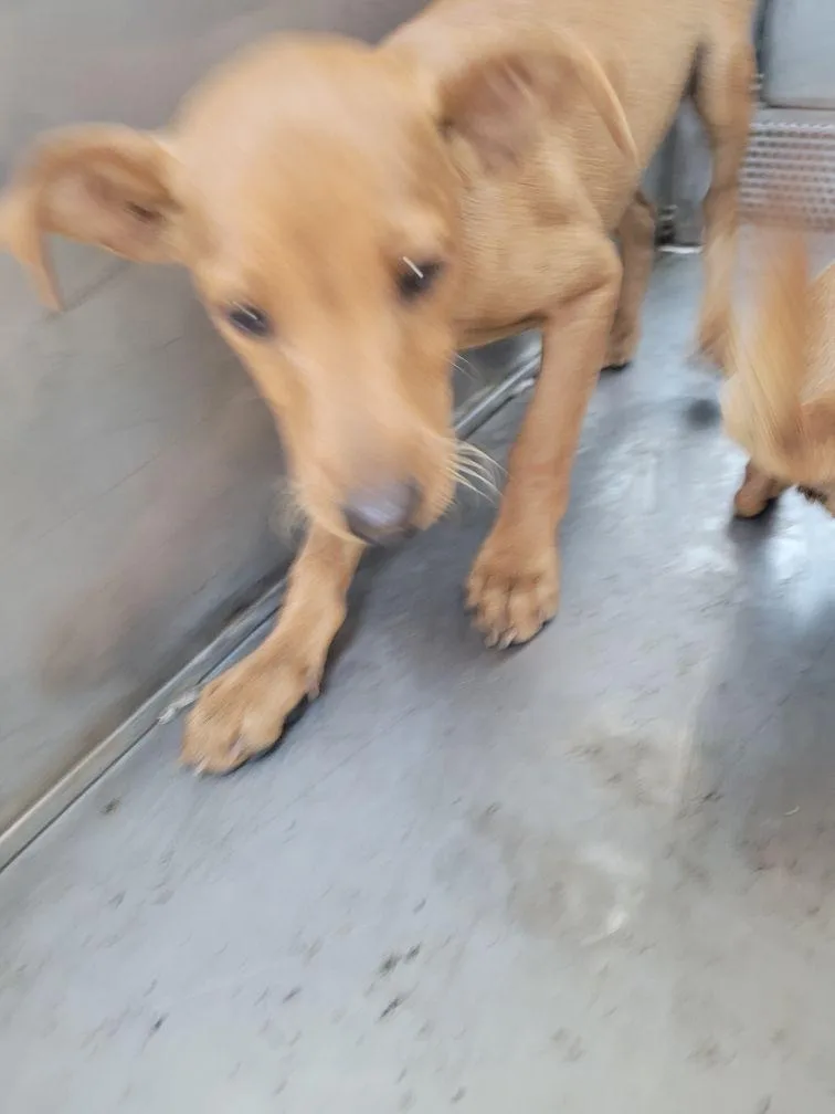 A baby small-sized male Chihuahua dog named Timmy for adoption in San Pedro, CA