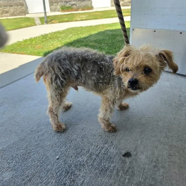 An adult small-sized male Terrier dog named Elton John for adoption in Long Beach, CA