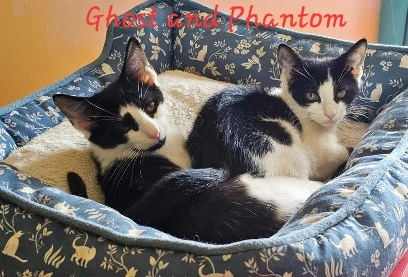 A baby medium-sized female Black & White / Tuxedo Domestic Short Hair cat named Phantom for adoption in Penndel, PA