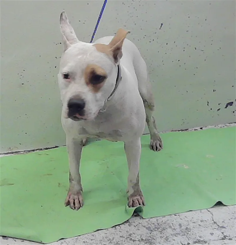 An adult large-sized female Staffordshire Bull Terrier dog named Rebel for adoption in Houston, TX
