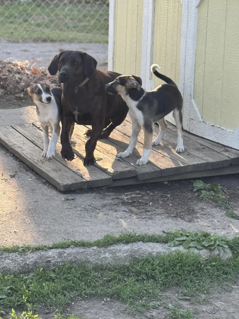 A baby medium-sized male Tricolor (Brown, Black, & White) German Shepherd Dog dog named Snoop Dogg! Sweet Trained for adoption in RUSSIAVILLE, IN