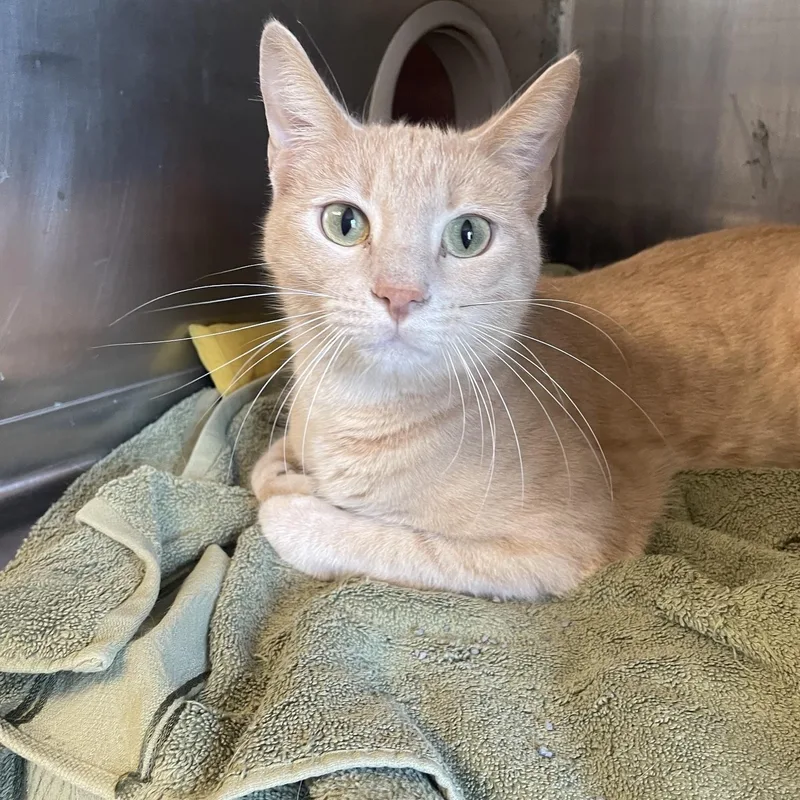 A young large-sized male Buff / Tan / Fawn Domestic Short Hair cat named Rascal for adoption in House Springs, MO