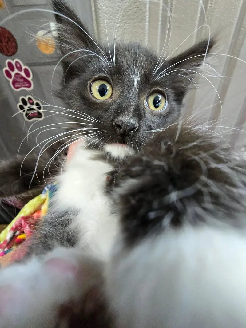 A baby medium-sized female Domestic Short Hair cat named Tara for adoption in hinckley, IL