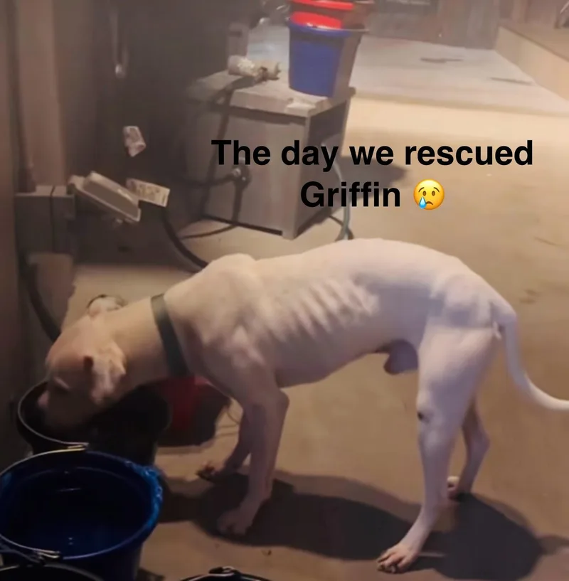 Griffin thumbnail 2