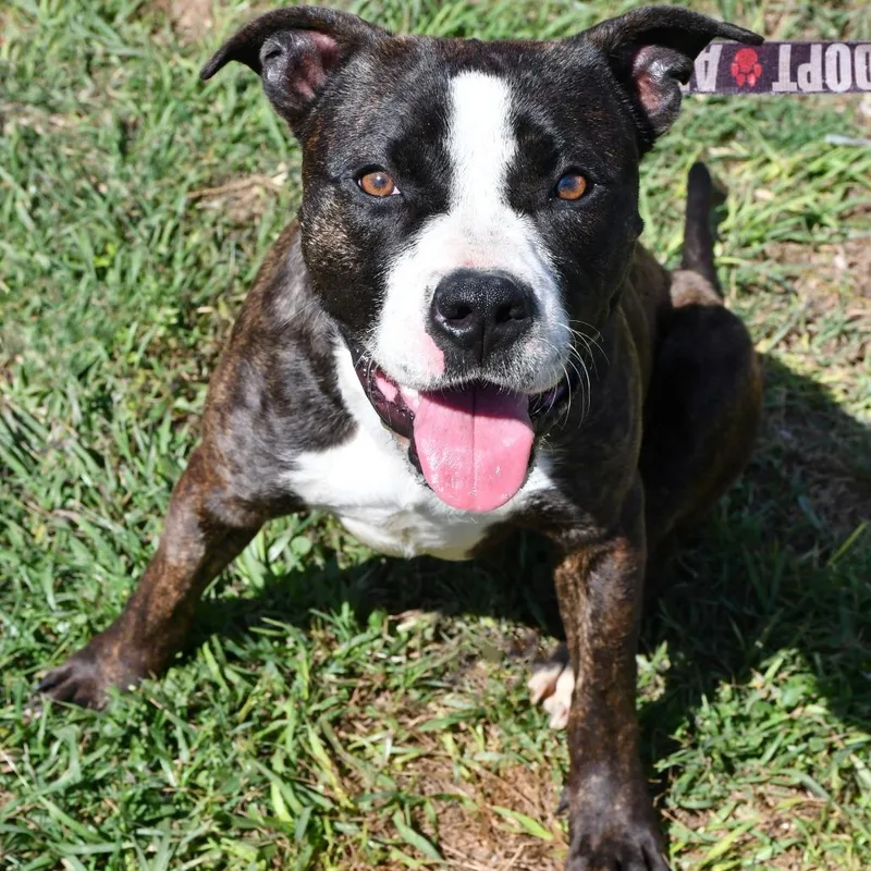 An adult medium-sized female Brown / Chocolate Pit Bull Terrier dog named Blossom for adoption in Beaumont, TX