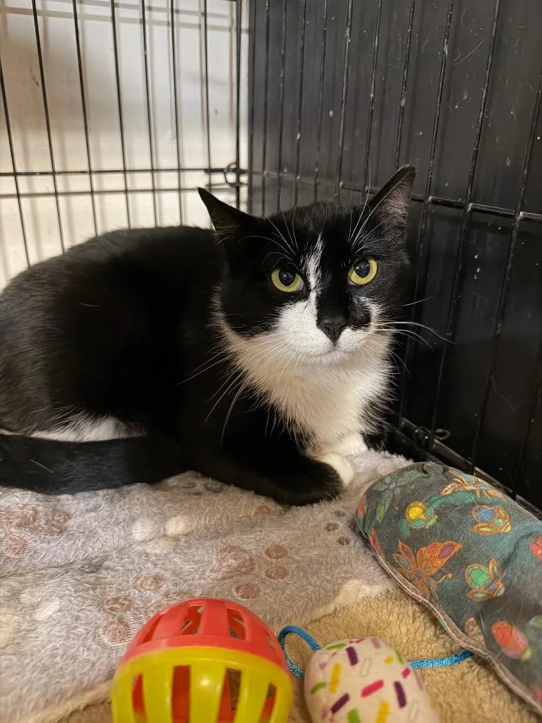 A young medium-sized female Domestic Short Hair cat named Domino for adoption in Lancaster, PA
