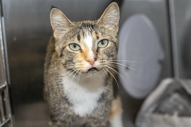 A young small-sized female Domestic Short Hair cat named Melody for adoption in Charlotte, NC