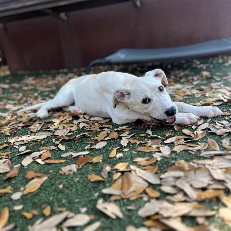 Great Smoky thumbnail 2