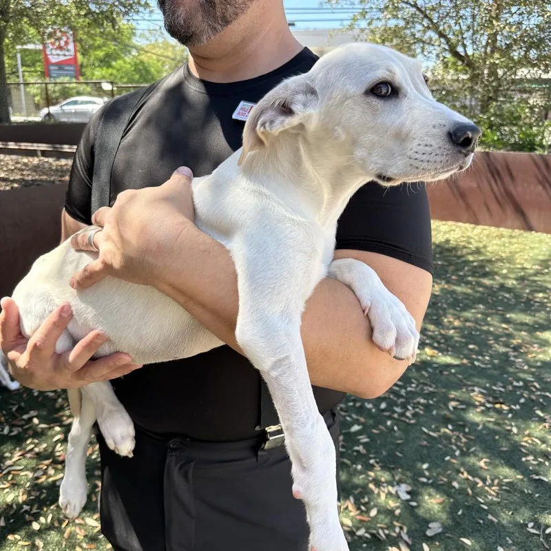 Great Smoky thumbnail 3