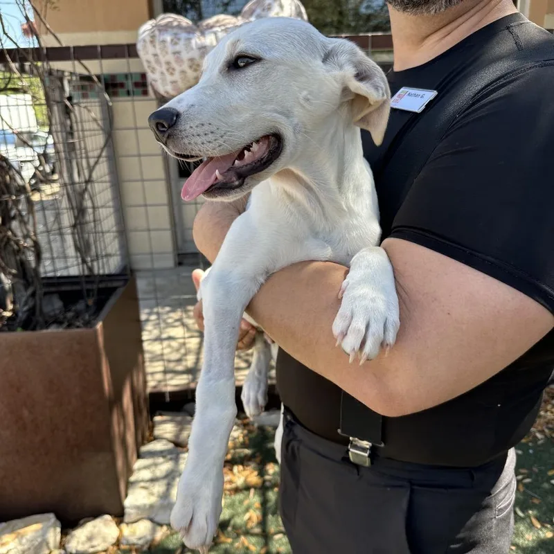 Great Smoky thumbnail 4