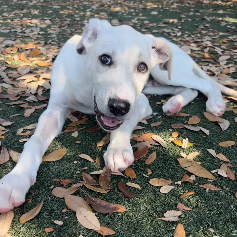 Great Smoky thumbnail 5