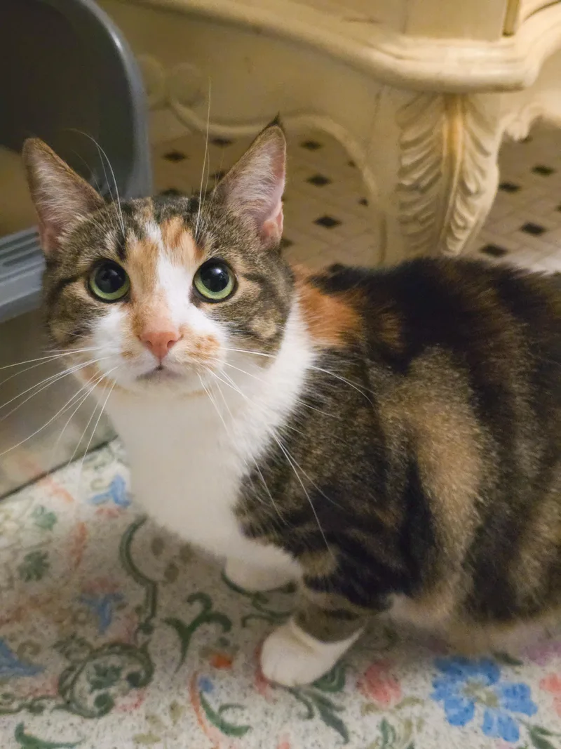 An adult medium-sized female Calico Domestic Short Hair cat named Alva for adoption in Mullica Hill, NJ