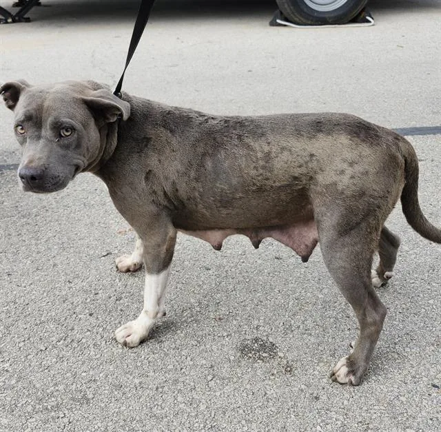 A young medium-sized female American Staffordshire Terrier dog named Sadie for adoption in San Antonio, TX