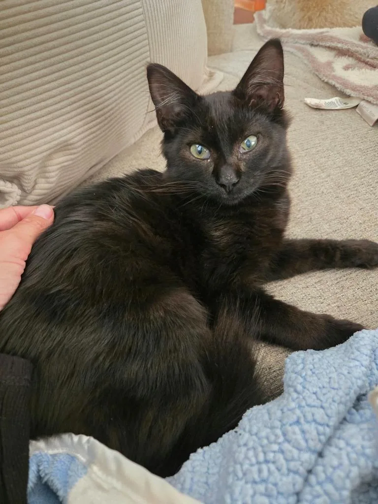 A baby small-sized female Domestic Short Hair cat named Blackberry for adoption in Gorham, ME
