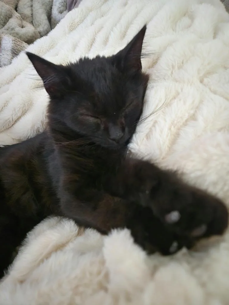Blackberry thumbnail 3