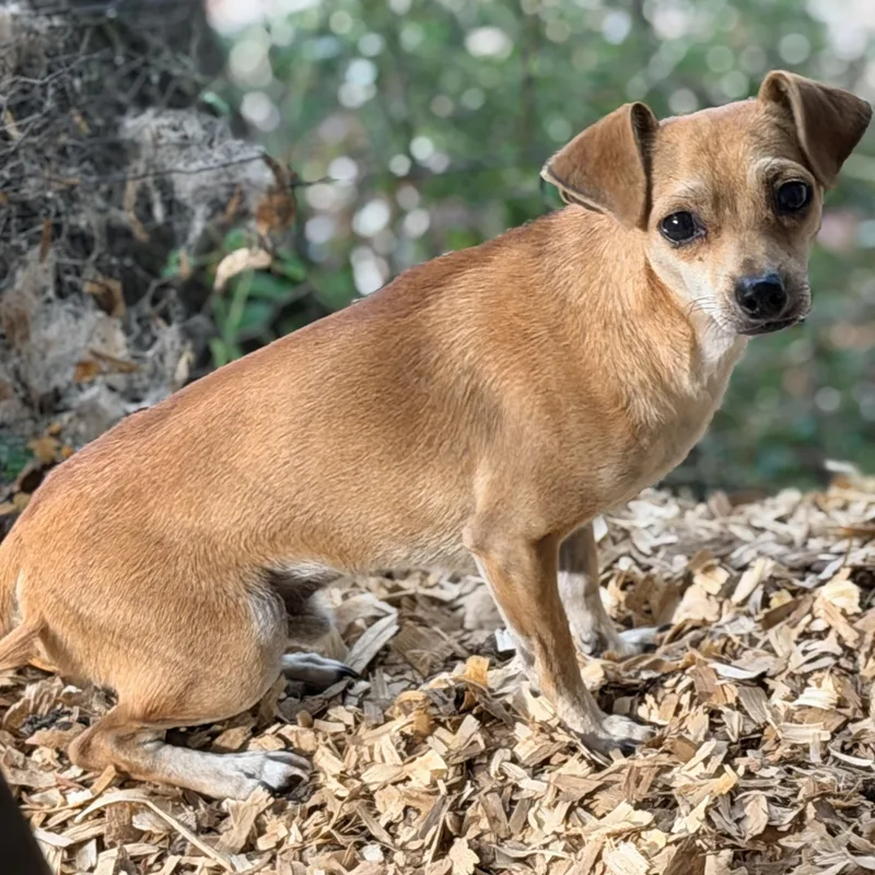 A young small-sized male Chihuahua dog named T.g. Reaper Aka Tiny for adoption in Fosters, AL