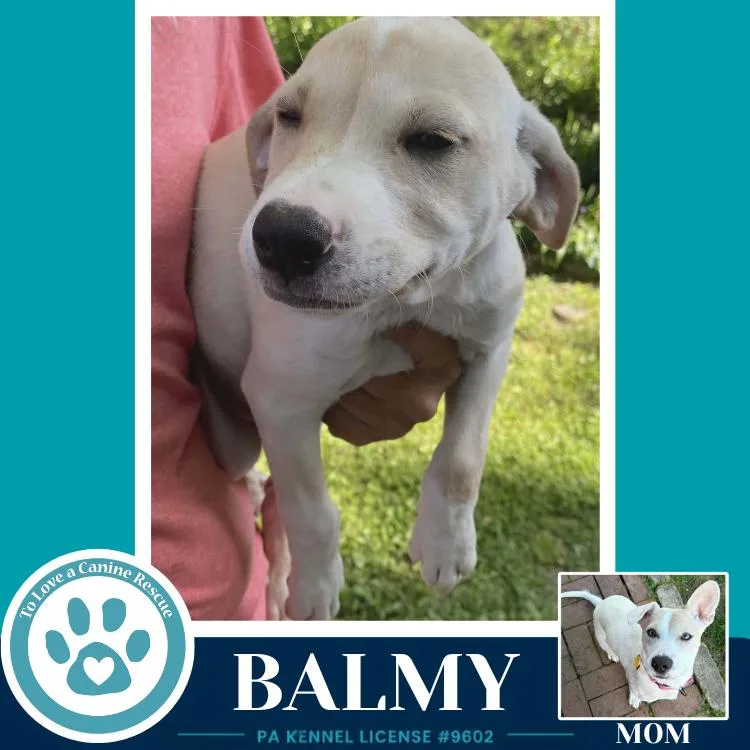 Balmy thumbnail 2